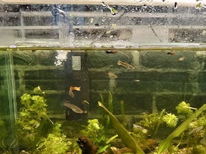 Acvariu cu pești guppy și plante  - imagine 3