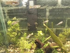 Acvariu cu pești guppy și plante  - imagine 5