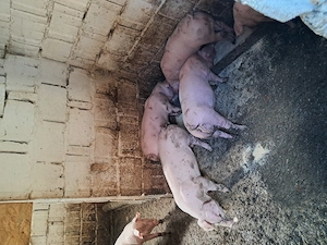 Disponibili 2 masculi de 9 saptamani