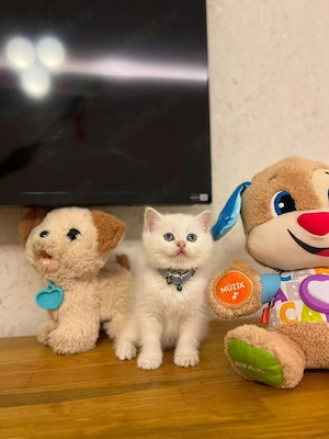 British shorthair puiuți superbi  - imagine 2