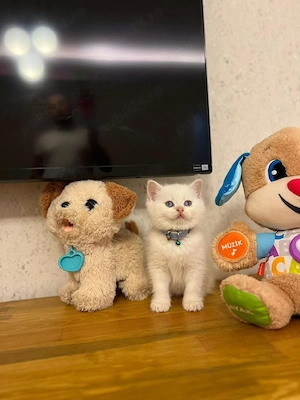 British shorthair puiuți superbi  - imagine 3