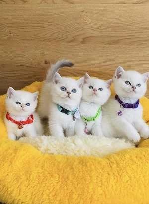 British shorthair motănei și pisicuțe - imagine 4
