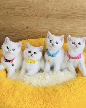 British shorthair motănei și pisicuțe