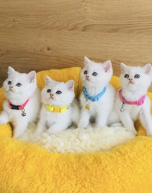 British shorthair motănei și pisicuțe - imagine 3