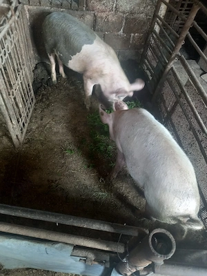Porci de vanzare