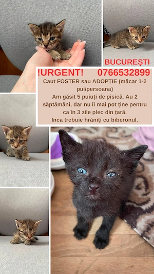 URGENT București: 5 puii de pisică (2 săptămâni)   Adopție   Foster