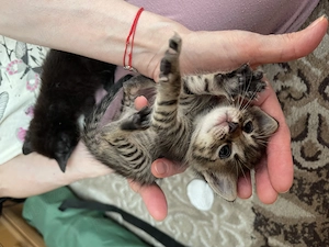 URGENT București: 5 puii de pisică (2 săptămâni)   Adopție   Foster - imagine 4