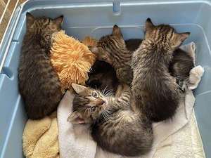 URGENT București: 5 puii de pisică (2 săptămâni)   Adopție   Foster - imagine 2