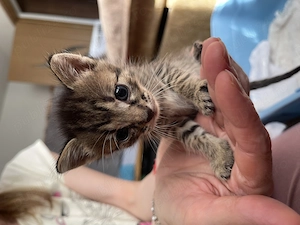 URGENT București: 5 puii de pisică (2 săptămâni)   Adopție   Foster - imagine 3