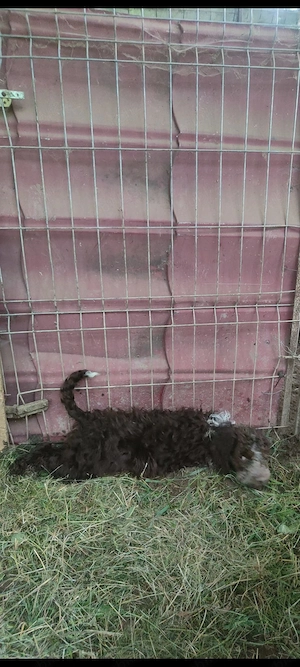 Căței  Lagotto Romangnolo - imagine 2