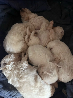 Vand pui bichon maltez