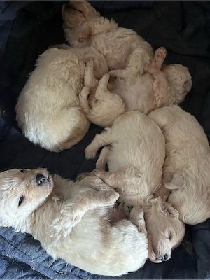 Vand pui bichon maltez - imagine 3