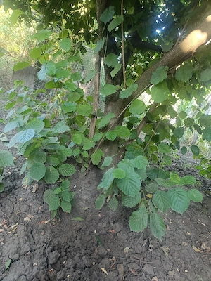 Puii alun de pădure 