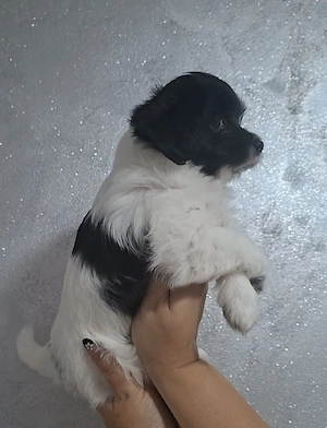 Bichon Havanez fetiță  - imagine 3