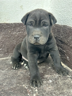 Pui shar pei de vanzare  - imagine 2