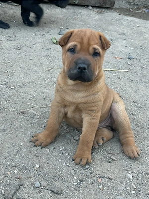 Pui shar pei de vanzare  - imagine 3