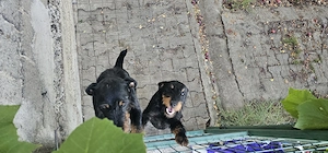 vand 2 catei jagdterrier - imagine 3