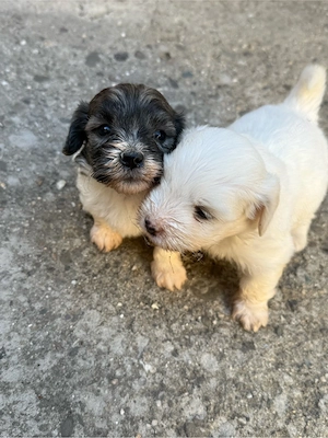 Bichon Maltez Mini Toy - imagine 3