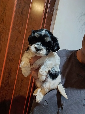 Fetita Bichon Havanese - imagine 2
