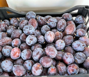 De vanzare Prune