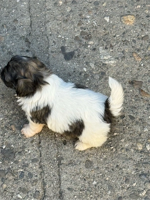 Bichon Maltez Mini Toy - imagine 5
