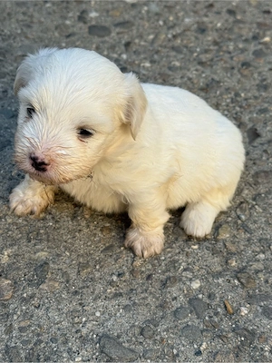 Bichon Maltez Mini Toy - imagine 4