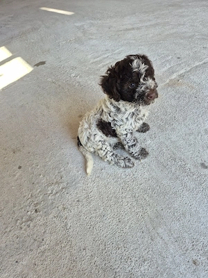 caini trufe vizla si lagotto  - imagine 3