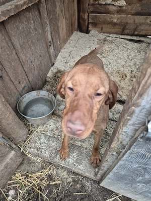 caini trufe vizla si lagotto  - imagine 2