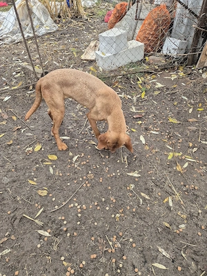 caini trufe vizla si lagotto  - imagine 5