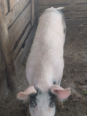 porc.        