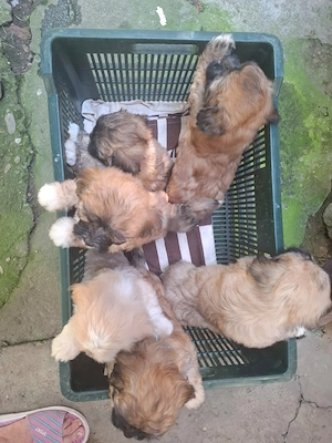Căței Shih Tzu de vânzare - imagine 5