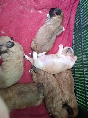 Căței Shih Tzu de vânzare - imagine 2