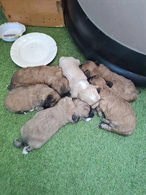 Căței Shih Tzu de vânzare - imagine 4