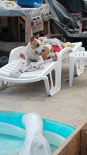 Amstaff fetiță fo - imagine 3