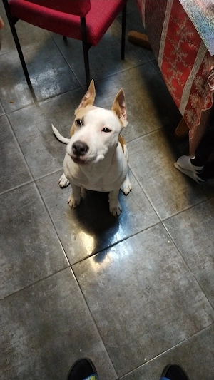 Amstaff fetiță fo - imagine 2