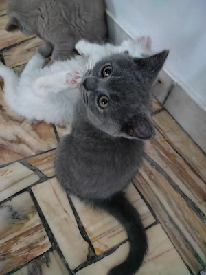Pisicuțe British shorthair  - imagine 2