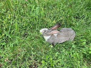 Iepuri de fermă   crescătorie proprie   sănătoși și bine îngrijiți - imagine 3