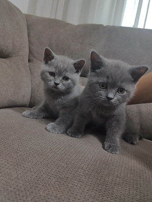 Pisicute British Shorthair in varsta de 2 luni - imagine 2