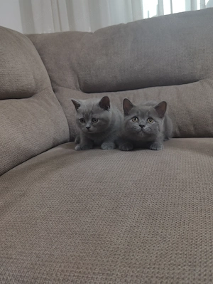 Pisicute British Shorthair in varsta de 2 luni - imagine 3