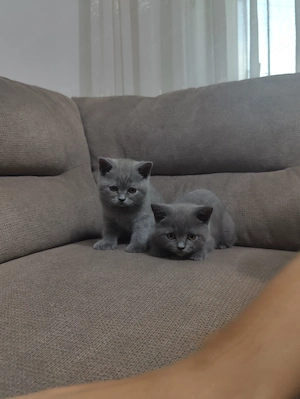 Pisicute British Shorthair in varsta de 2 luni - imagine 4