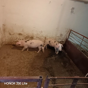 Porci Pietrean  - imagine 2