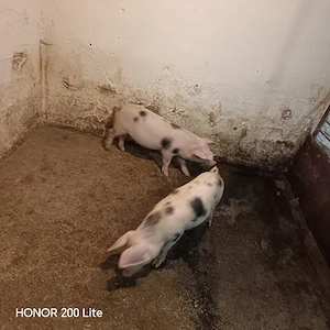 Porci Pietrean  - imagine 3