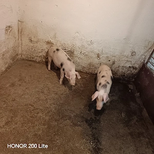 Porci Pietrean  - imagine 4