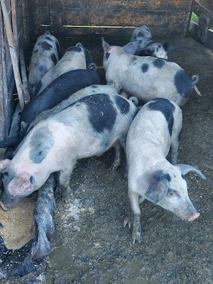 porci de vânzare  - imagine 5