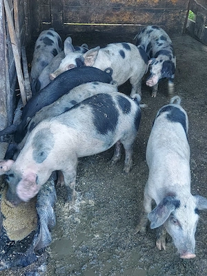 porci de vânzare 