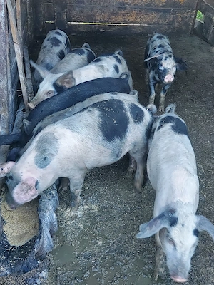 porci de vânzare  - imagine 2