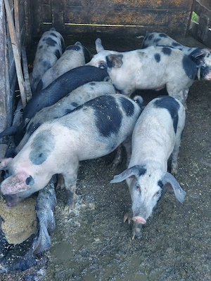 porci de vânzare  - imagine 3