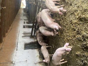 Porci mici si mari rasa landrace  - imagine 2
