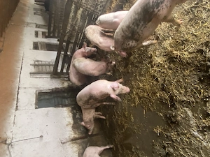 Porci mici si mari rasa landrace  - imagine 3