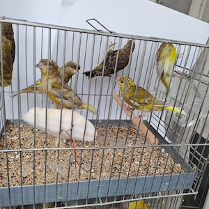 canari si exotice
